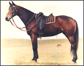 Asutralian Stock Horse
