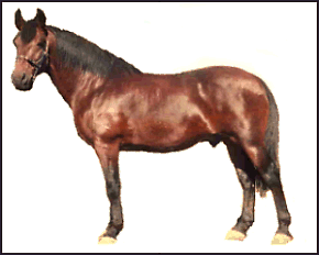 Cleveland Bay Horse