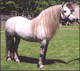 Highland Pony