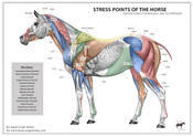 Equine Acupuncture, Acupressure and Veterinary Resources, please visit my website
