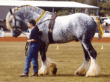 Purebred Shire Horse