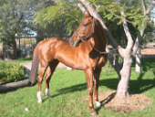 Outback Performance Horse Stud