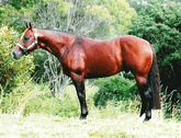 Rossmount Quarter Horse Stud
