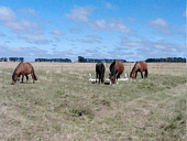 Ballan Horse Agistment and Coaching, please visited our website