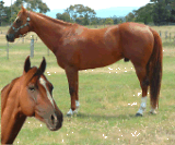 Siroka Park Quarter Horses