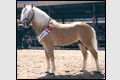 Haflinger Horse