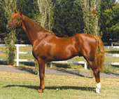 The Stables American Saddlebred & Hackney Stud, please view our website